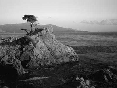 Lone Cypress Tree on Rocky Outcrop at Dusk, Carmel, California, USA - Photographic Print, 16x12