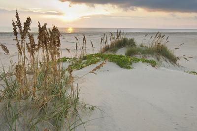 Sea Oats on Gulf of Mexico at South Padre Island, Texas, USA - Photographic Print, 12x8