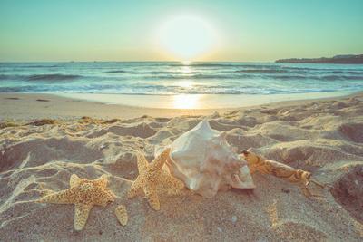 Starfish and Shells on the Beach at Sunrise - Photographic Print, 18x12